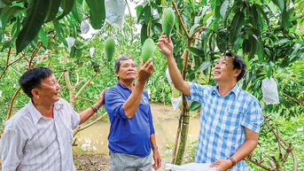 Xã Cù Lao Giêng phát triển cây ăn trái và du lịch sinh thái