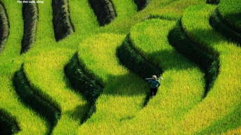 Khám phá mùa lúa chín yên bình ở bản Háng Đăng Dê, Lào Cai