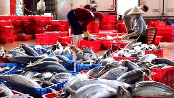 Thách thức ngành cá ngừ trước cơ hội thuế xuất 0%
