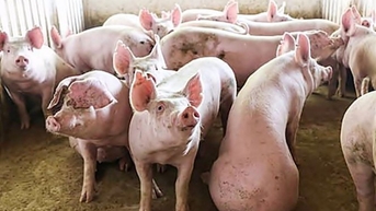 Giá heo hơi ngày 4/11/2025: Ổn định trên cả 3 miền