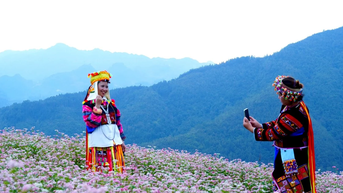 Tuyên Quang: Lễ hội Hoa tam giác mạch diễn ra vào cuối tháng 11