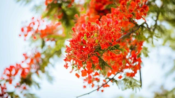 Thơ Đặng Phước Tấn: Tháng mười một-Lời tri ân phố núi