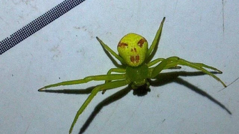 Bất ngờ nhện mặt người xuất hiện, người đi đường hoang mang