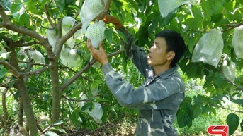 Mai Sơn tạo dựng thương hiệu nông sản từ lợi thế vùng