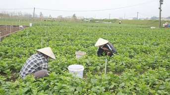 Rau khan hiếm do mưa lũ, một vùng trồng ở Nghệ An bội thu nhờ chủ động tiêu úng