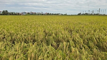 Tẻ Nương Hà Giang vững vàng trên đất nhiễm mặn