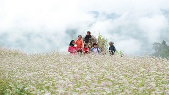 Lễ hội hoa Tam giác mạch 2025 khai mạc ngày 29/11