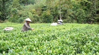 Ngành chè Thái Nguyên trước cơ hội bứt phá từ chính sách hỗ trợ đặc thù