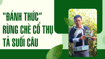Đánh thức rừng chè cổ thụ Tả Suối Câu