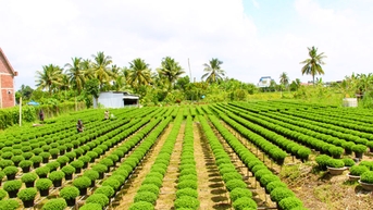 179 tổ hợp tác, hợp tác xã tham gia vào chuỗi giá trị các sản phẩm nông nghiệp chủ lực