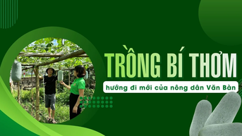 Trồng bí thơm - hướng đi mới của nông dân Văn Bàn