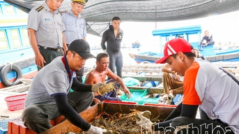 Triển khai ứng phó với bão Kalmaegi (bão số 13): Thu hoạch sớm thủy sản, gia cố lồng bè