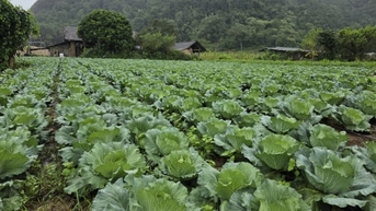 ‘Thủ phủ’ rau trên cao nguyên đá