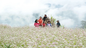 Lễ hội hoa Tam giác mạch 2025 sẽ khai mạc ngày 29/11 tại xã Đồng Văn, Tuyên Quang