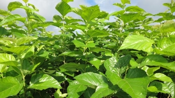 Dấu ấn của khoa học ở vùng dâu tằm Tây Nguyên