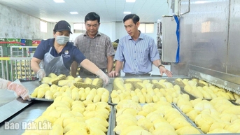 Xã Pơng Drang - Điểm sáng phát triển sầu riêng bền vững