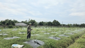 Xã Đầm Hà tìm đột phá cho phát triển kinh tế