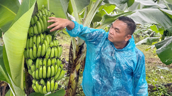 Triển vọng mô hình trồng chuối tiêu hồng ở Tà Rụt