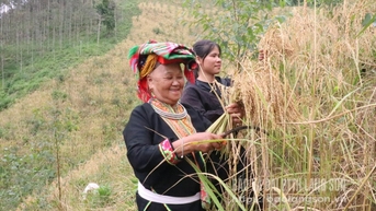 Lợi ích kép từ xen canh lúa nương