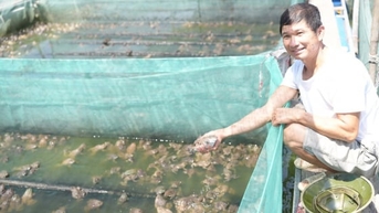 Nuôi ếch lồng cho hiệu quả kinh tế cao