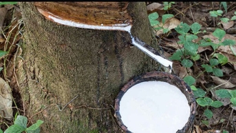 Giá cao su hôm nay 5/11: Thị trường châu Á biến động trái chiều