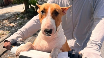 Quán nướng ở Hà Nội có chú chó xấu lạ, chủ lo "vỡ trận" vì đông khách