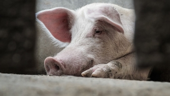 Giá heo hơi hôm nay 5/11/2025: Miền Trung "vỡ đáy", xuống mốc 48.000 đồng/kg