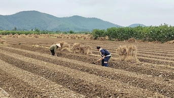 'Thủ phủ' hành, tỏi Kinh Môn vào mùa