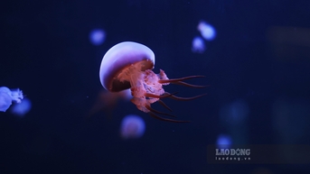 Quán cà phê ở TPHCM có thủy cung huyền ảo chứa hơn 1.000 con sứa