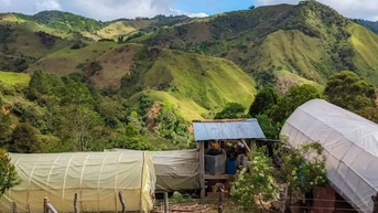 Giá cà phê hôm nay 5/11/2025: Hạ nhiệt bởi nguồn cung tăng trở lại