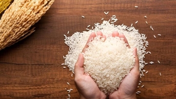 Giá lúa gạo hôm nay 5/11/2025: Gạo tiếp tục giảm giá