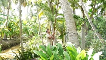 Vốn tín dụng giúp nông dân trồng dừa nâng cao năng suất