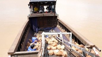 Hỗ trợ nông dân nâng cao giá trị cây dừa