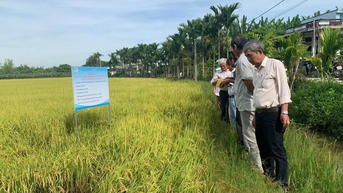 Mở rộng mô hình lúa hữu cơ, hướng đến sản xuất bền vững