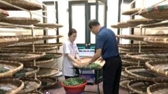 Công nghệ giống mới ở ngành dâu tằm tơ