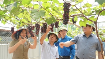 Nông nghiệp Nghệ An: Từ đặc sản truyền thống đến chuỗi giá trị hiện đại