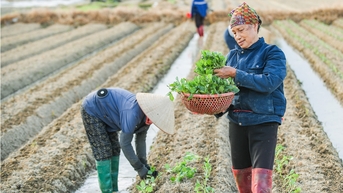 Gieo trồng vụ đông chậm hơn năm ngoái