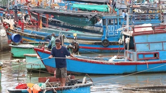 Khánh Hòa: Tàu thuyền khẩn trương vào bờ tránh trú bão số 13