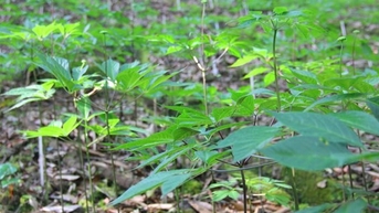 Đà Nẵng xác định dược liệu và sâm có tiềm năng phát triển lớn