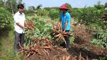 Tìm giải pháp nâng cao chuỗi giá trị sản xuất sắn