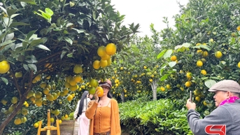 Phát triển du lịch xanh gắn với nông nghiệp tuần hoàn