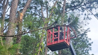 Cắt tỉa xong cành, nhánh các cây thông có nguy cơ gãy đổ ven Tỉnh lộ 9