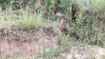 Xuất hiện nhiều vết nứt trên đồi đe dọa 54 hộ dân xã Ngọc Linh