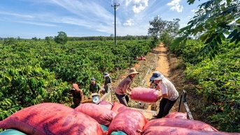 Giá cà phê hôm nay 6/11: Đà tăng mất bởi nguồn cung tăng trở lại