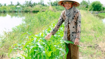 បន្លែស្អាតរបស់ស្ត្រីភូមិ Phong Luu