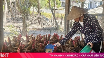 Nhiều hộ chăn nuôi ngậm ngùi "lỡ hẹn" với thị trường Tết