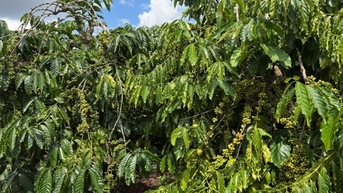Giá cà phê hôm nay 6/11/2025: Giảm nhẹ cục bộ