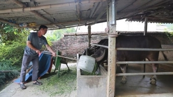 Âu Lâu bớt âu lo nhờ chủ động phòng dịch đàn gia súc