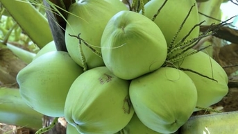 Quản lý sức khỏe cây dừa đáp ứng nhu cầu sản xuất