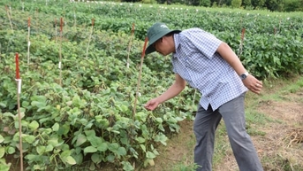 Giống đậu xanh mới ĐXBĐ.07 năng suất 2 - 2,5 tấn/ha, không lo khảm lá
